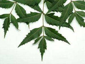 Neem Leaves Manufacturer Supplier Wholesale Exporter Importer Buyer Trader Retailer in Neemuch Madhya Pradesh India